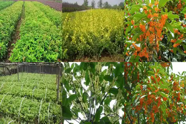 桂花几月开的1686876081612