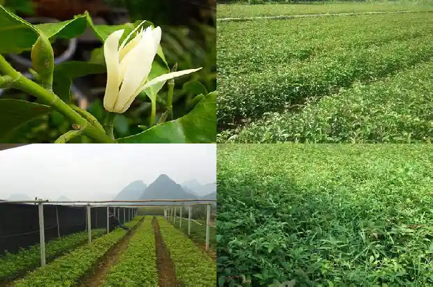 那里桂花树卖不出去怎么办呀1686876145130