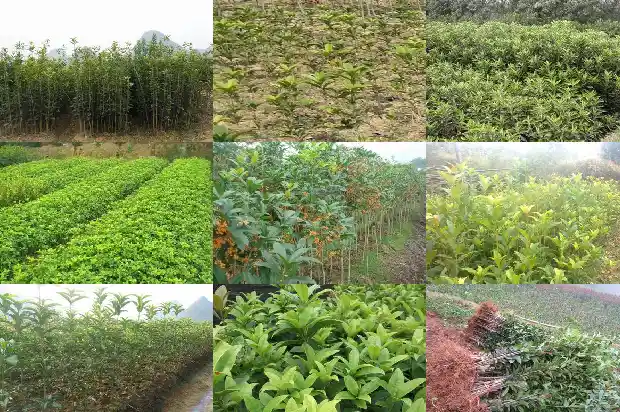 那里桂花树卖不出去怎么办呀1686876145176
