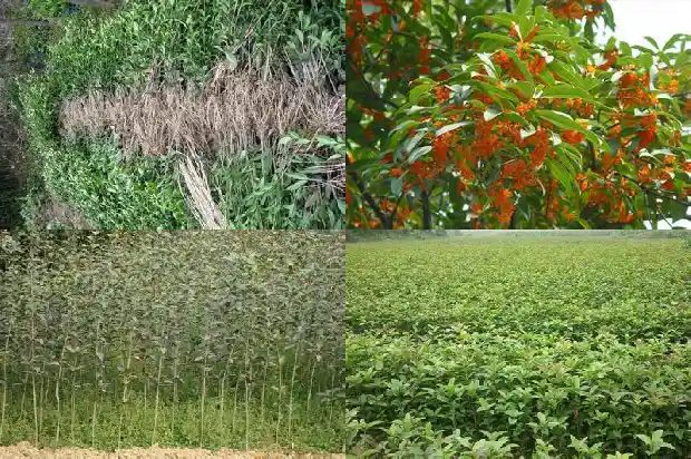 哪有桂花树卖呀1686876180299