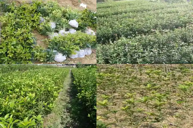 哪有桂花树卖呀1686876180347