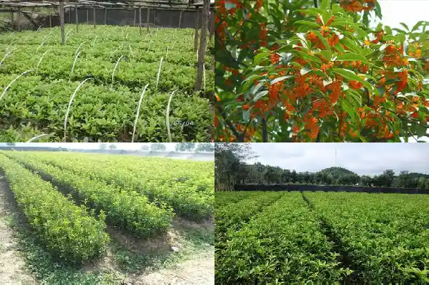 哪些地方有桂花树卖1686876200403