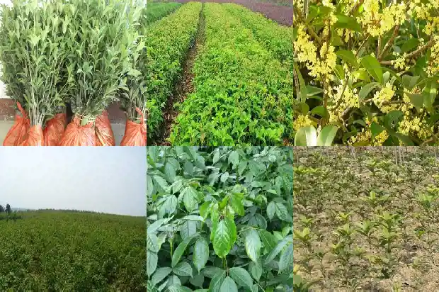 那个桂花树好1686876219930