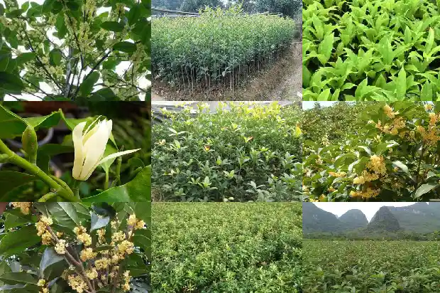 那个桂花树好1686876219975