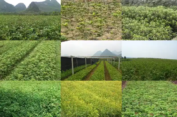 桂花可以和什么一起泡1689577103328
