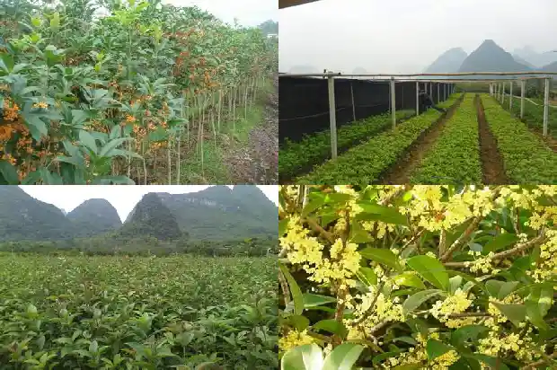 那个桂花树好1686876220078