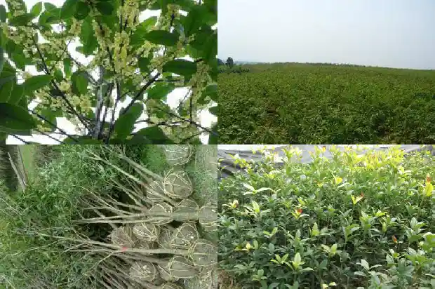 那个桂花树好养1686876245144