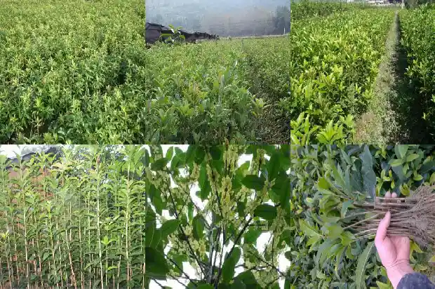 那个桂花树好养1686876245248