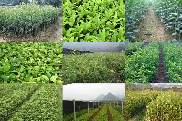 那个桂花树好养1686876245300