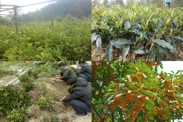 桂花树哪里卖的多一点1686876268612