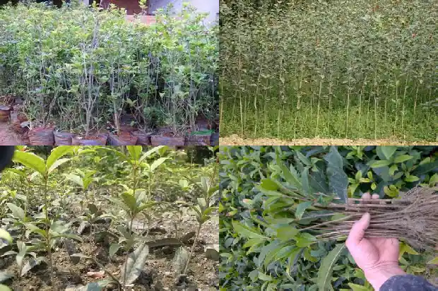 桂花树哪里卖的多一点1686876268660