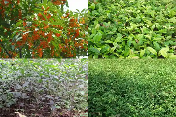 桂花树怎么销售好1686876286333
