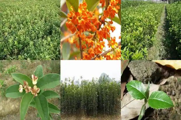 桂花树买多少钱一颗好看的花盆1686876306588