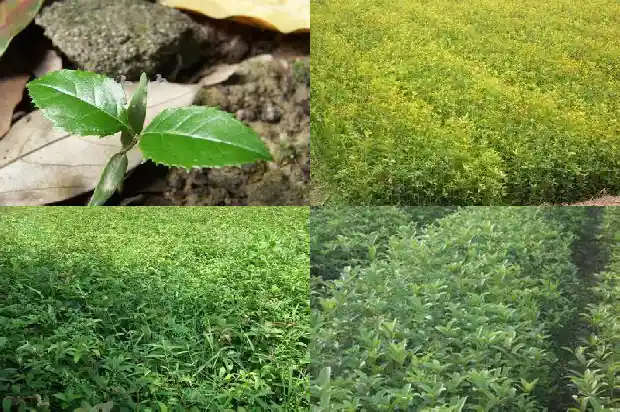 桂花树买多少钱一颗好看的花盆1686876306634
