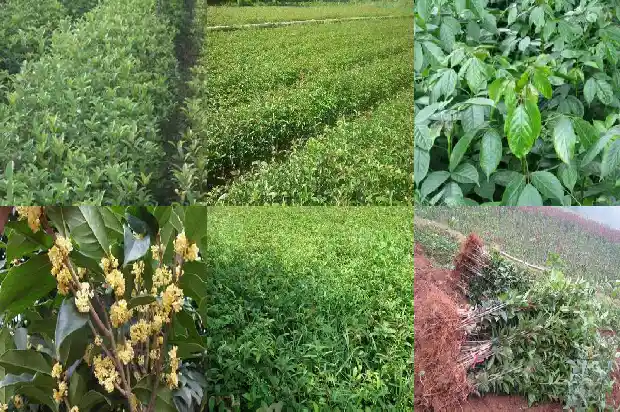 桂花树买多少钱一颗好看的花盆1686876306682