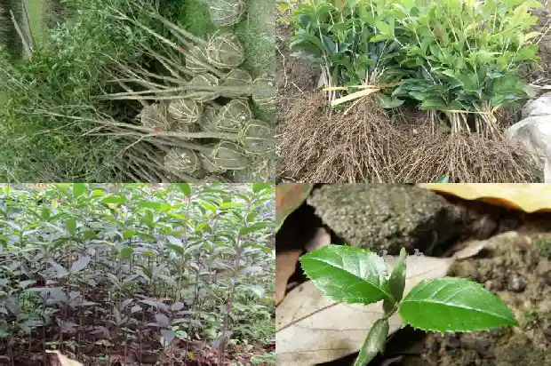 桂花树买多少钱一颗好养活的品种1686876342726