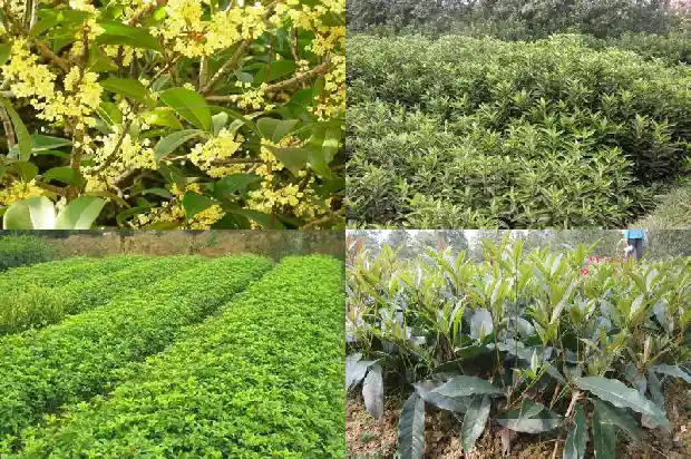 桂花树买多少钱一颗好养的盆栽呢1686876354588