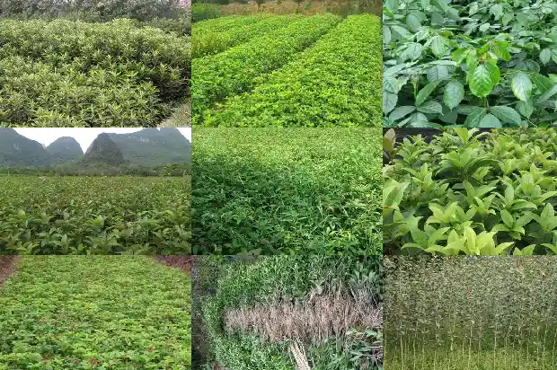 桂花树买多少钱一颗好养的盆栽呢1686876354636