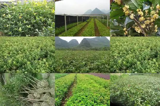 如何辨别桂花树的好坏1688429662542