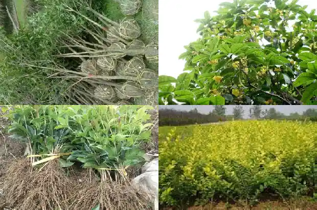 桂花树什么季节栽比较好1688862039105