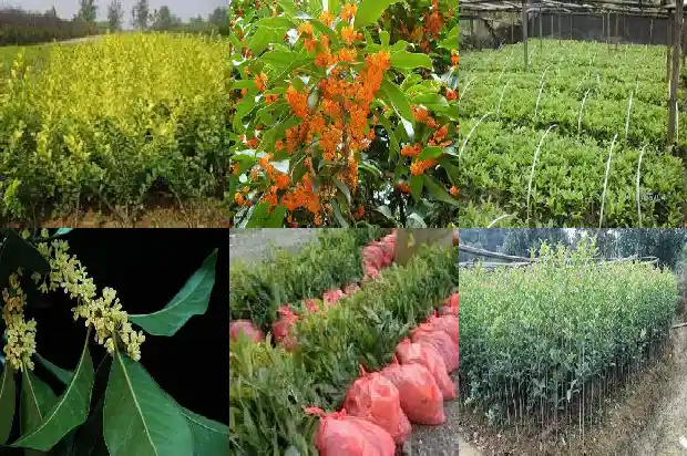 桂花树的种植时间和方法1686876364452
