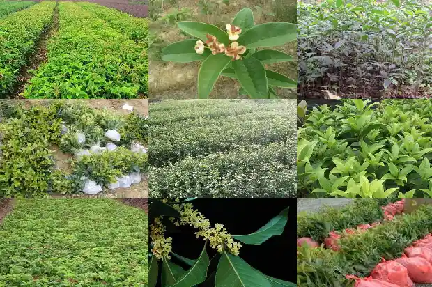 桂花树的种植时间和方法1686876364547