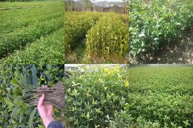 四季桂花小苗价格多少钱一棵1689899375810