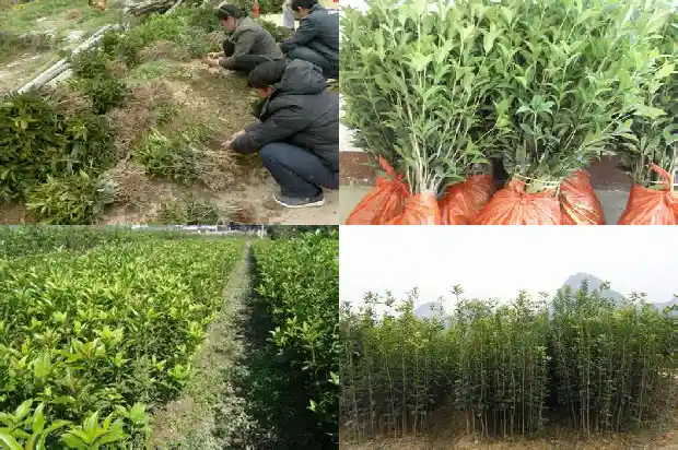 桂花树苗种植要多久成活一次1686876377193