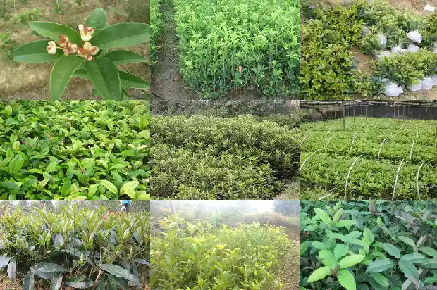 桂花树苗种植要多久成活一次1686876377241