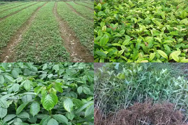 桂花树苗种植要多久成活一次1686876377288