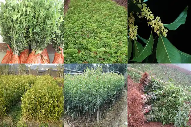 桂花树苗种植用什么土最好1686876384915