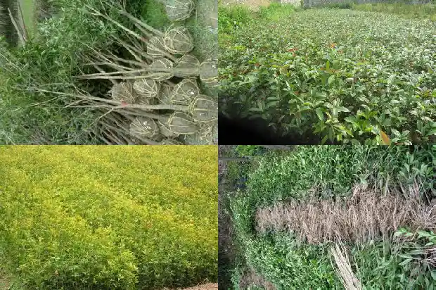 桂花树苗种植用什么土最好1686876384963