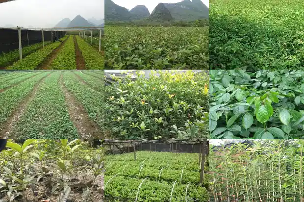 桂花树苗用什么土种比较好1686876392164