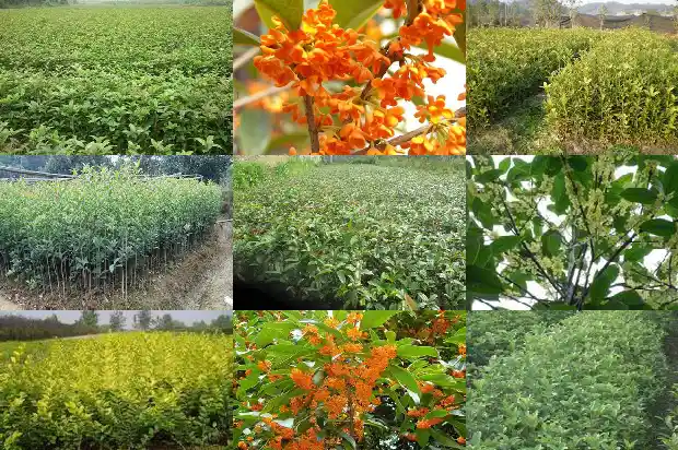 桂花树苗用什么土种比较好1686876392211