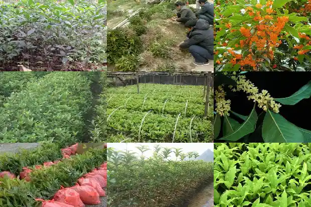 种植桂花需要什么土1686876401642