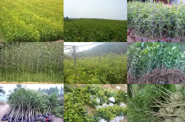 种植桂花需要什么土1686876401688