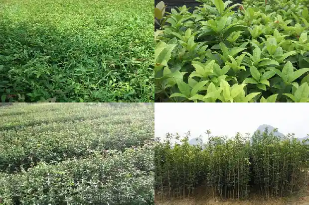 桂花树苗种植季节是几月1686876409159