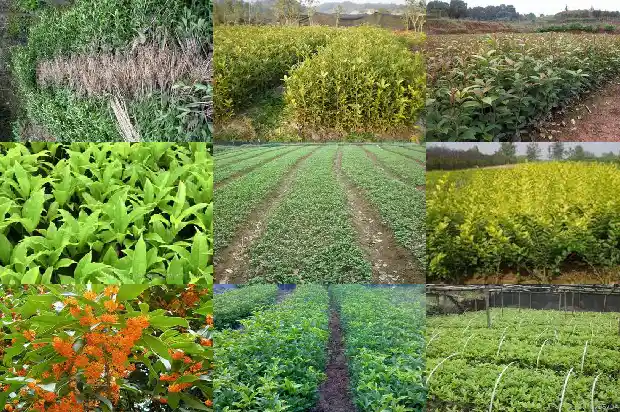 桂花树苗种植季节是几月1686876409207
