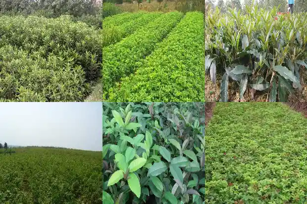 桂花树苗种植技巧与方法1686876416581