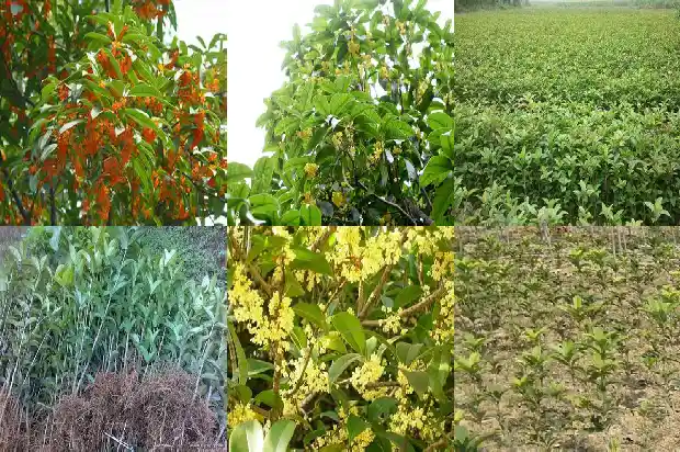桂花树苗种植技巧与方法1686876416629