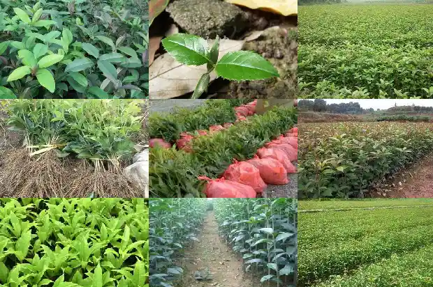 七彩桂花树苗基地地址电话1686876426333