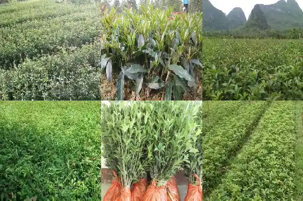 七彩桂花树苗基地地址电话1686876426381