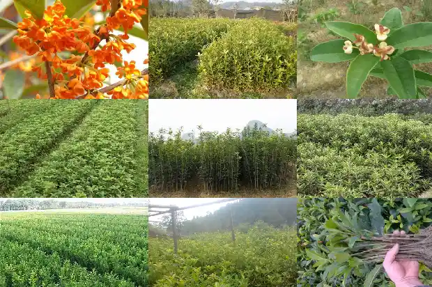 桂花树怎样种植管理1686876439107
