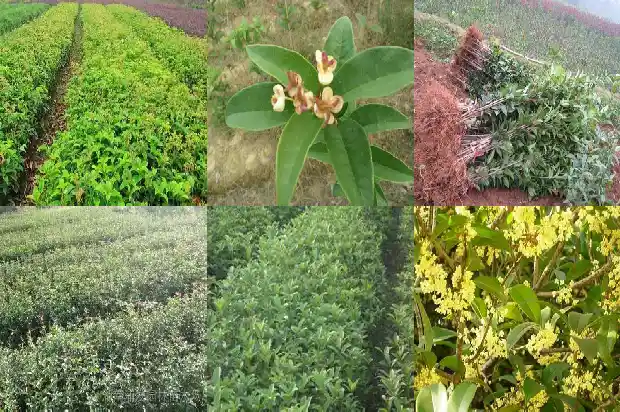 湖北桂花树苗最新价格1689725595092