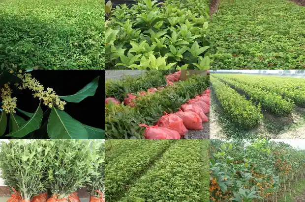 桂花树怎样种植管理1686876439198