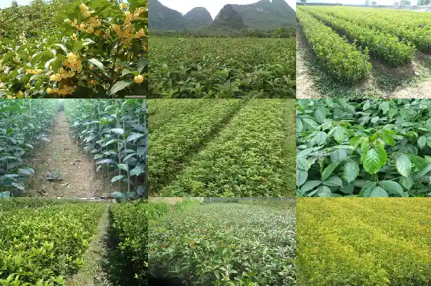 桂花树怎样种植管理1686876439243
