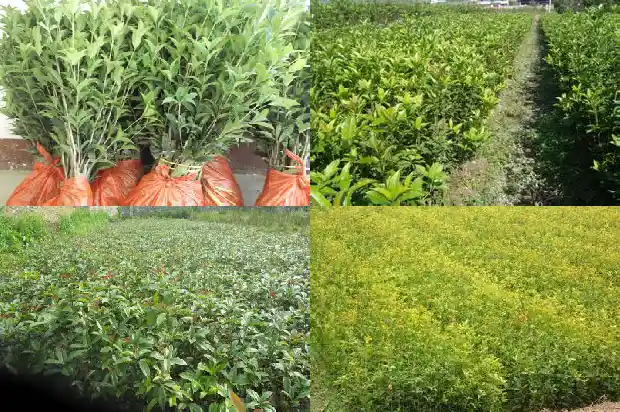 家里种植桂花树的说法1689985946262