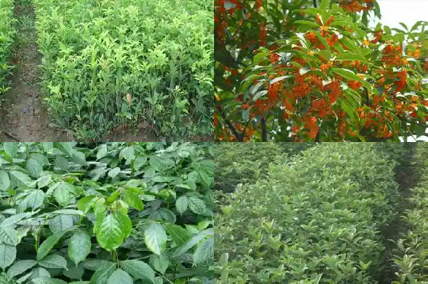 桂花树幼苗怎么养殖1686876451198