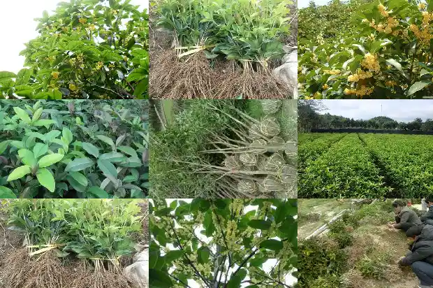 桂花树苗的养殖方法有哪些1686876462819