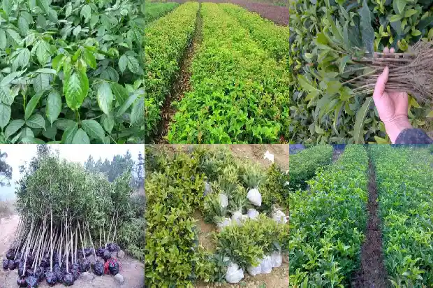 彩色桂花树苗怎么样施肥1686876472385